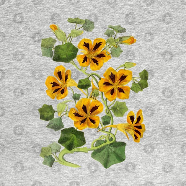 Nasturtium Flower Vintage Botanical Illustration by Biophilia